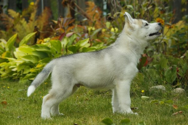 Mały ładny szczeniak Husky