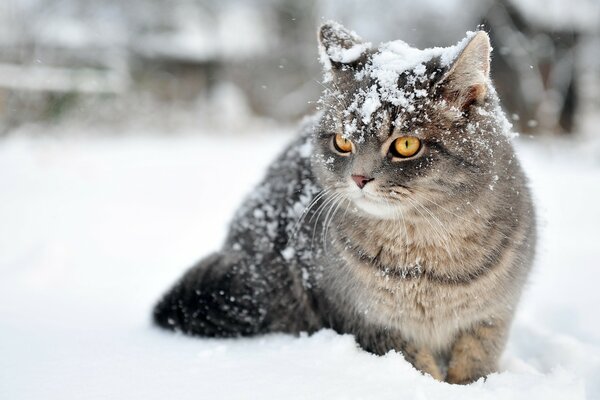 Neige. Hiver. Le chat gèle