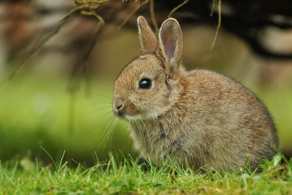 Petit lapin aux oreilles