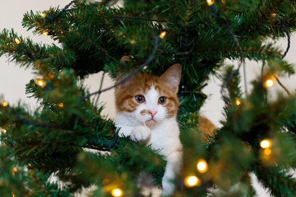 Eine bunte Katze liegt auf einem Ast eines Weihnachtsbaumes inmitten einer Girlande