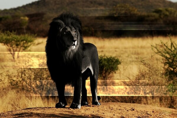 León negro en la Sabana soleada