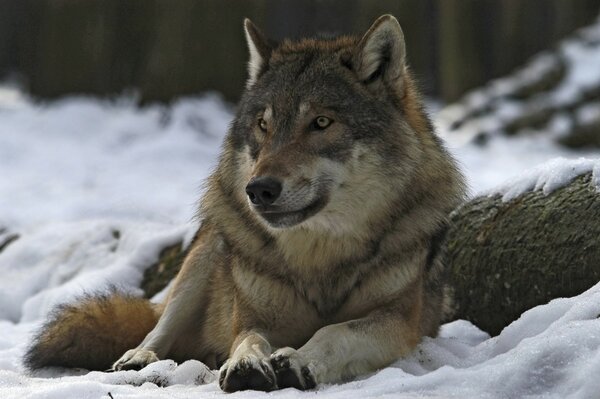 Loup fort orage meute