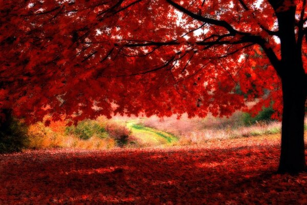 Foresta autunnale con foglie rosse