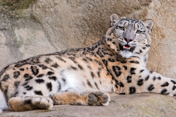 The leopard is lying on the rocks