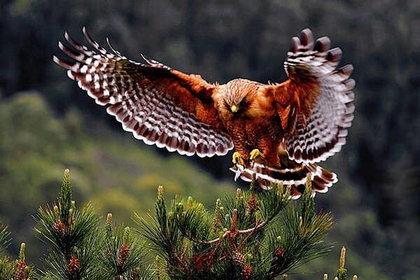 A big bird spread its wings on a pine tree