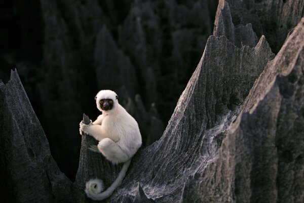 White lemur on black rocks