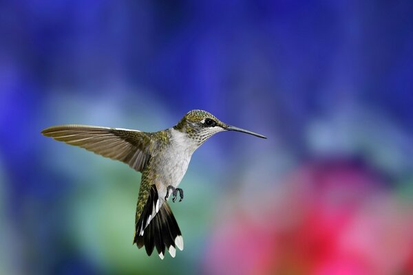 Pájaro colibrí sobre fondo borroso