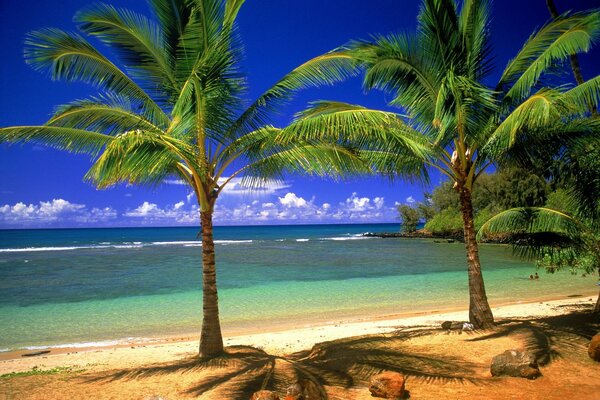 Palmeras en el fondo de la playa de arena y el mar