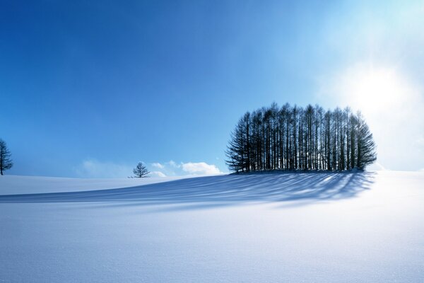 A group of trees in the middle of a snowy clearing