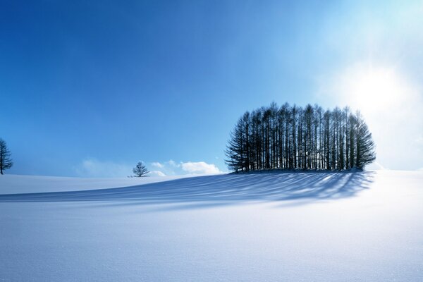 Группа деревьев посреди снежной поляны