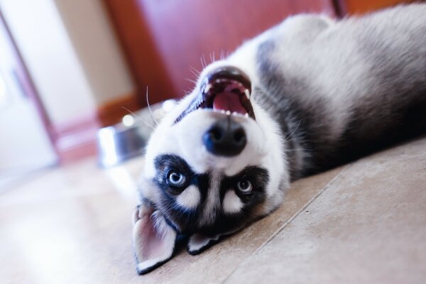 Ein Husky-Welpe mit blauen Augen liegt mit offenem Mund