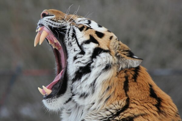 Amur-Tiger mit großen Zähnen