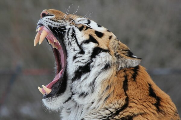 Amur tiger with big teeth