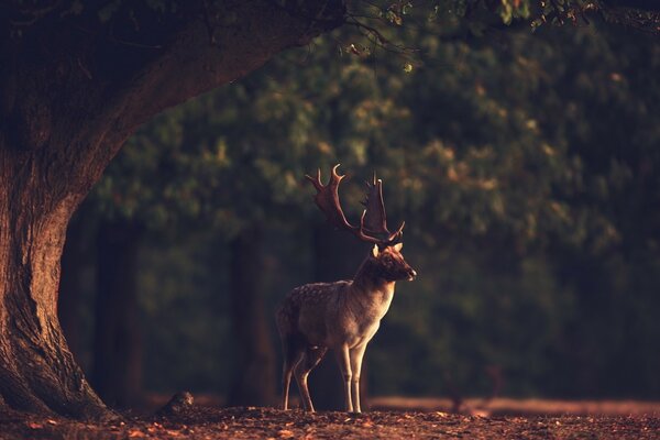 Cerf dans la forêt près d un grand arbre