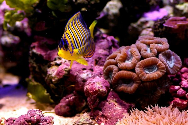 A picture of a bright fish against a background of corals