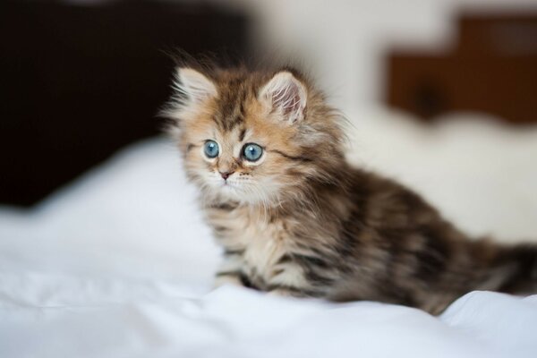 A gray-eyed kitten on a white blanket