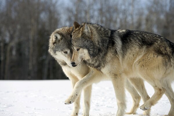 Coppia di lupi sulla neve