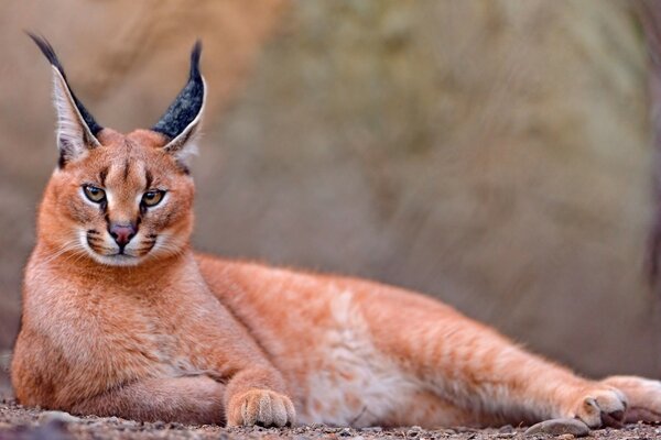 Bella caracal sullo sfondo della natura