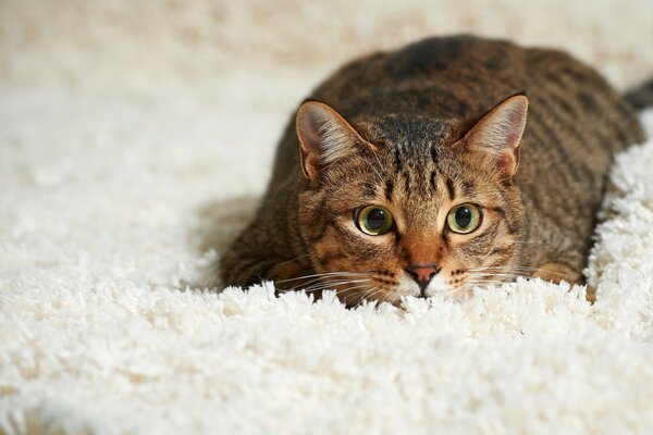 Escondido en la alfombra. Gato astuto