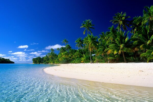 Sea and sandy beach with palm trees