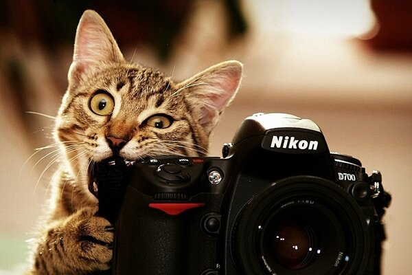 The photographer cat is gnawing on the camera