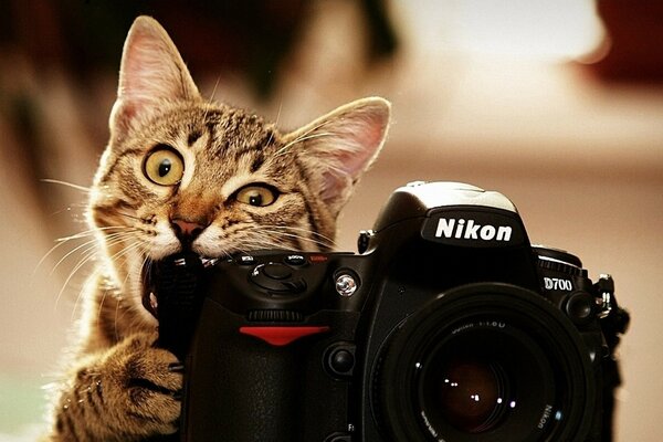 Photographe de chat rongeant la caméra