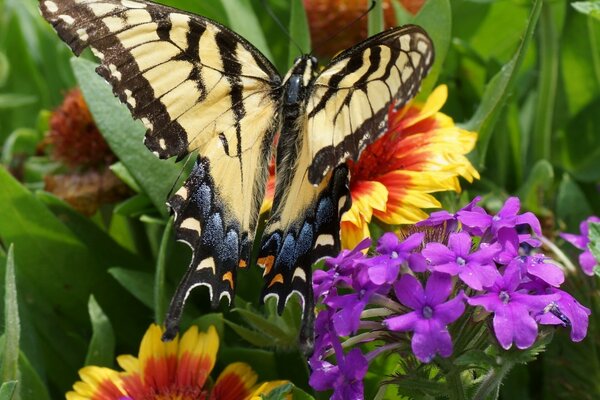 Hermosa mariposa en el fondo de las flores