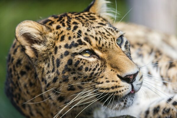 Beautiful image of a lying leopard