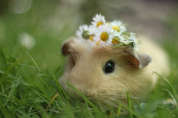 Cavia con corona di margherite