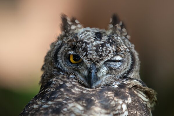 Photo owl winks beautifully