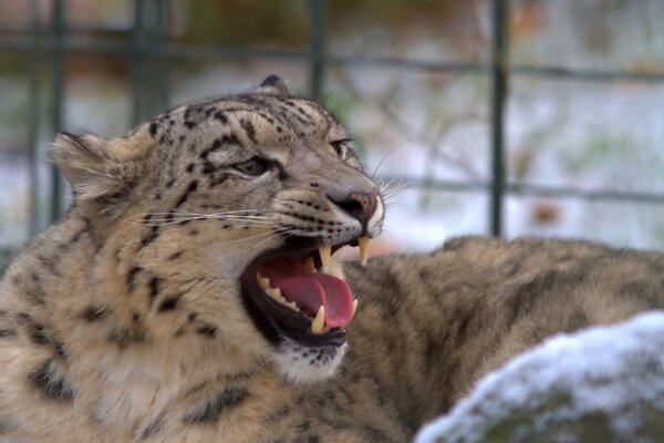 Leopard roars, showing fangs