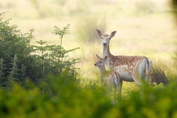 Cervo e Cerbiatto in natura