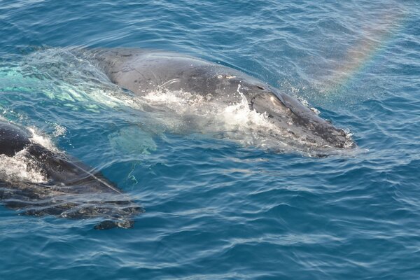 Dauphins dans les vagues de l Australie