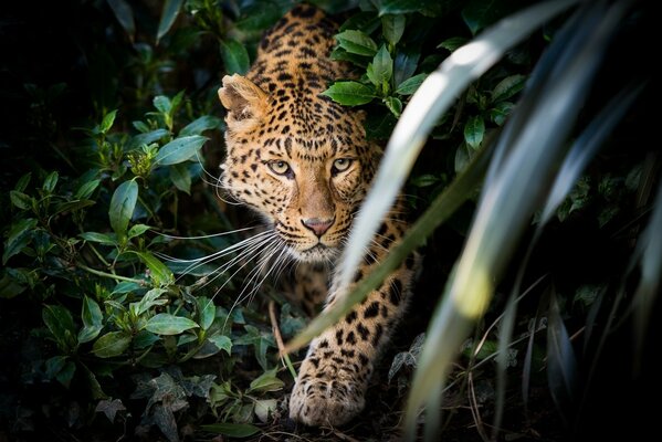 Леопард сидит в засаде в зарослях