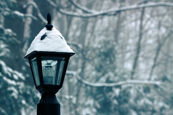 Retro lantern on the background of a forest masia