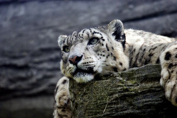 A beautiful leopard lying on a stone