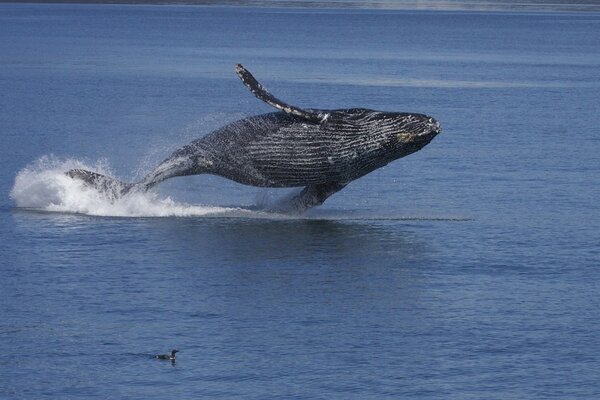 In Alaska, fish fly over the water