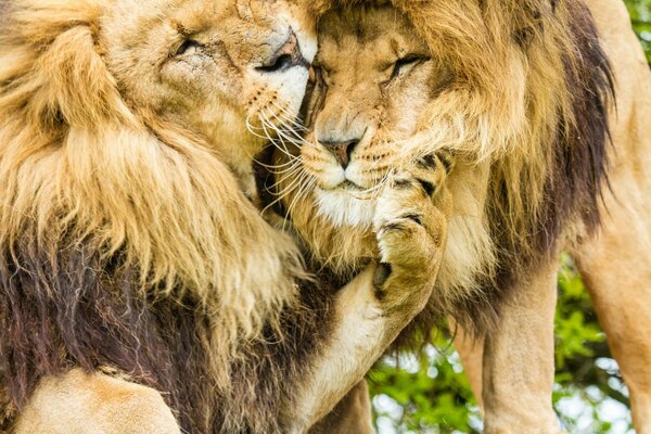 Leones con melenas peludas abrazándose