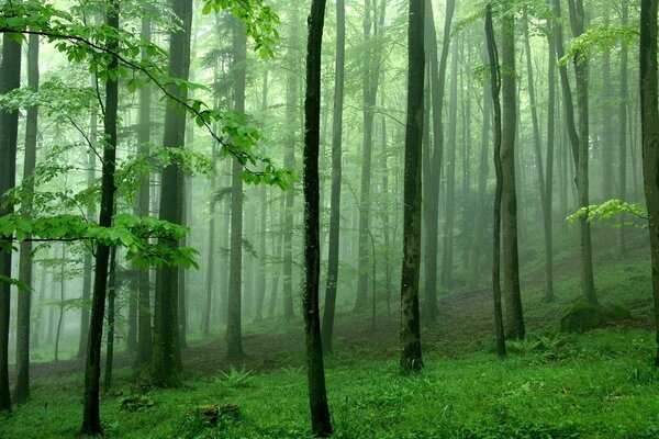 Arbres verts dans la forêt brumeuse