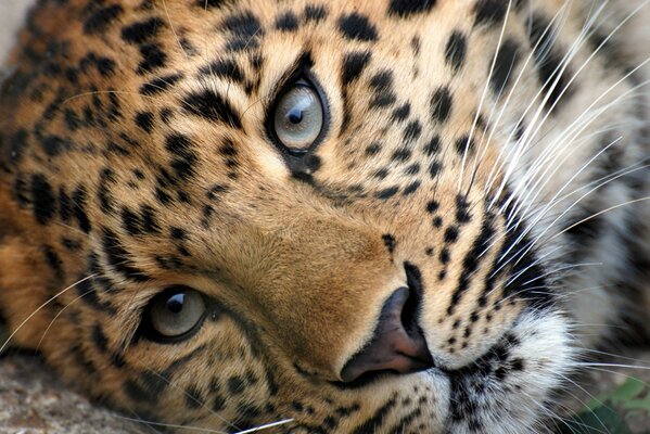 Lo sguardo incantevole di questo leopardo