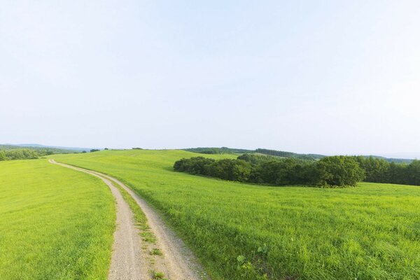 A road going into the distance among a green field