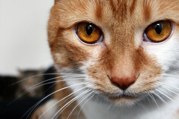 Rudy kot z brązowymi oczami patrzy w kamerę