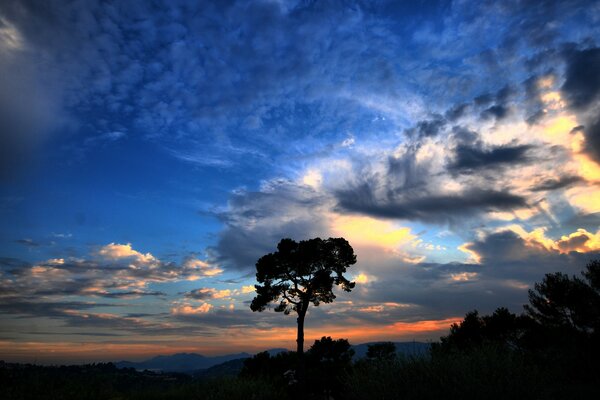 Evening sunset on a tree background