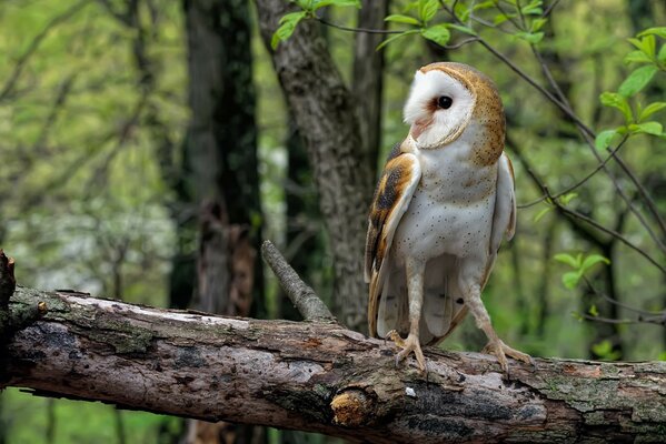 Les émotions frappent le bord . Hibou