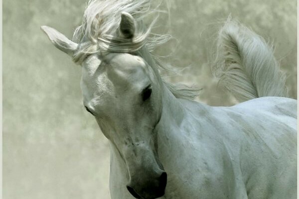 Weißes Pferd im Sprung mit sich entwickelnder Mähne