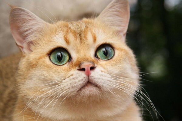 A red-haired cat with green eyes saw something