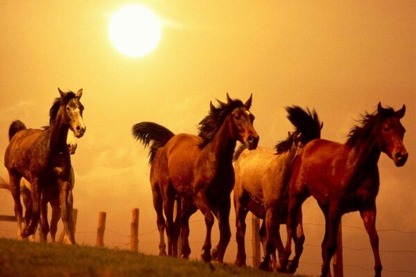 Horses running against the sunset background