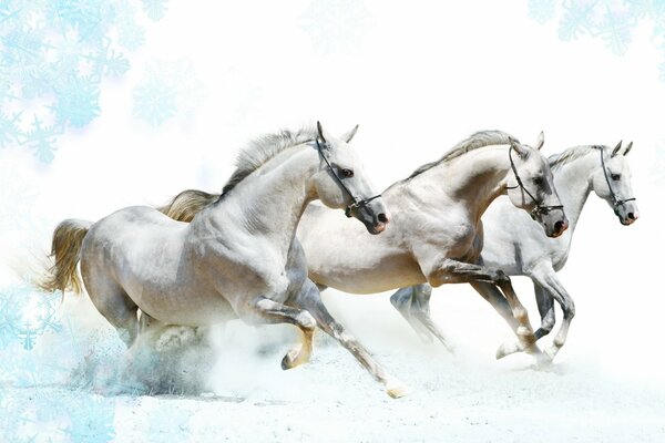 Trois chevaux courent sur un champ d hiver