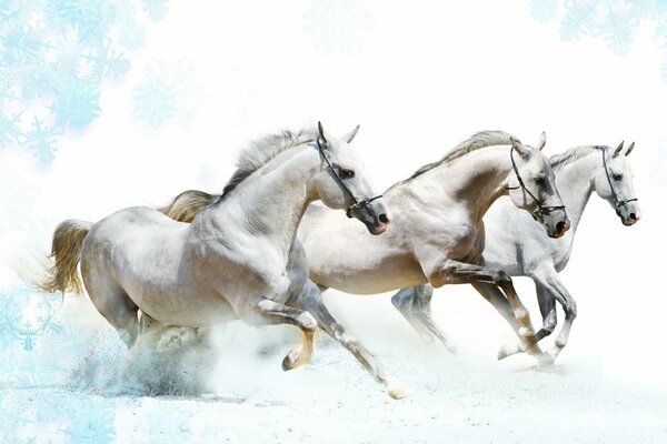 Три лошади бегут по зимнему полю