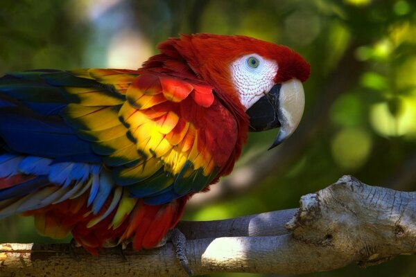 Guacamayo ombligo brillante en la naturaleza